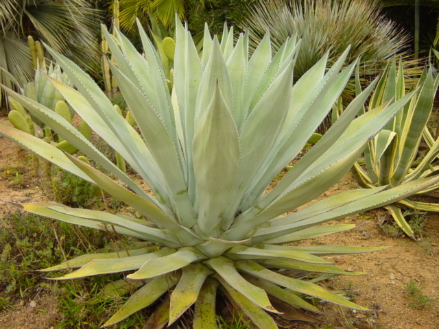 41-Agave.JPG