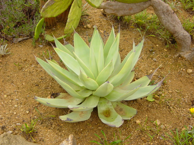 50-Agave.JPG