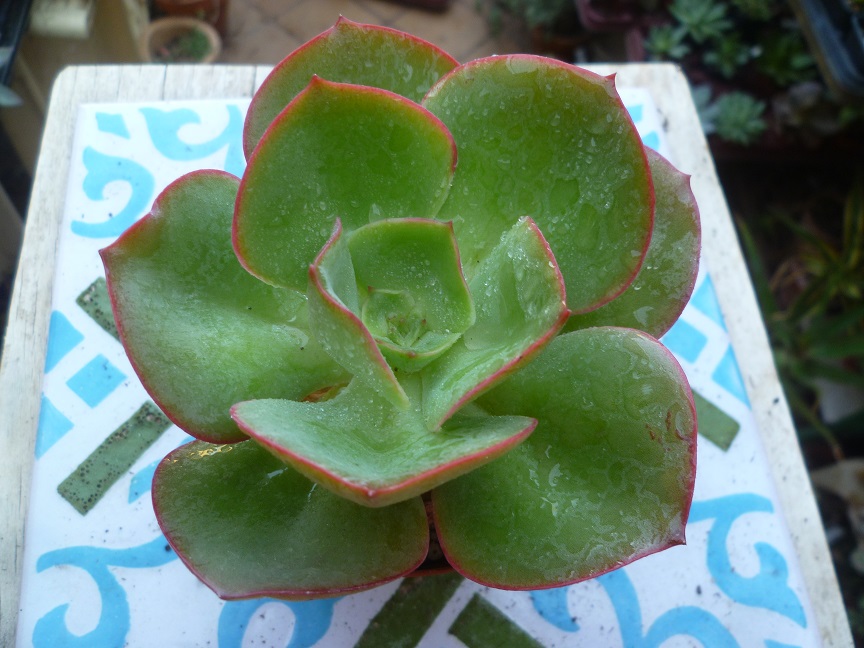 Echeveria Cupeno x Parva.JPG