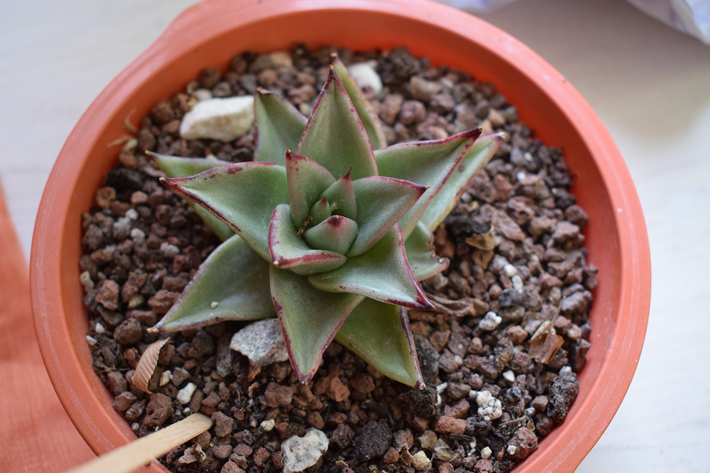 DSC_0109.JPG