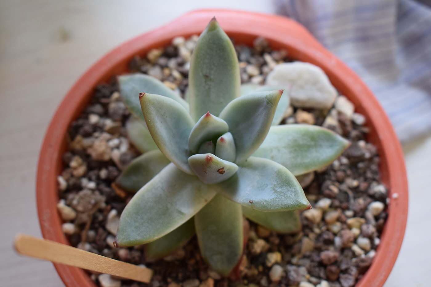 DSC_0115.JPG