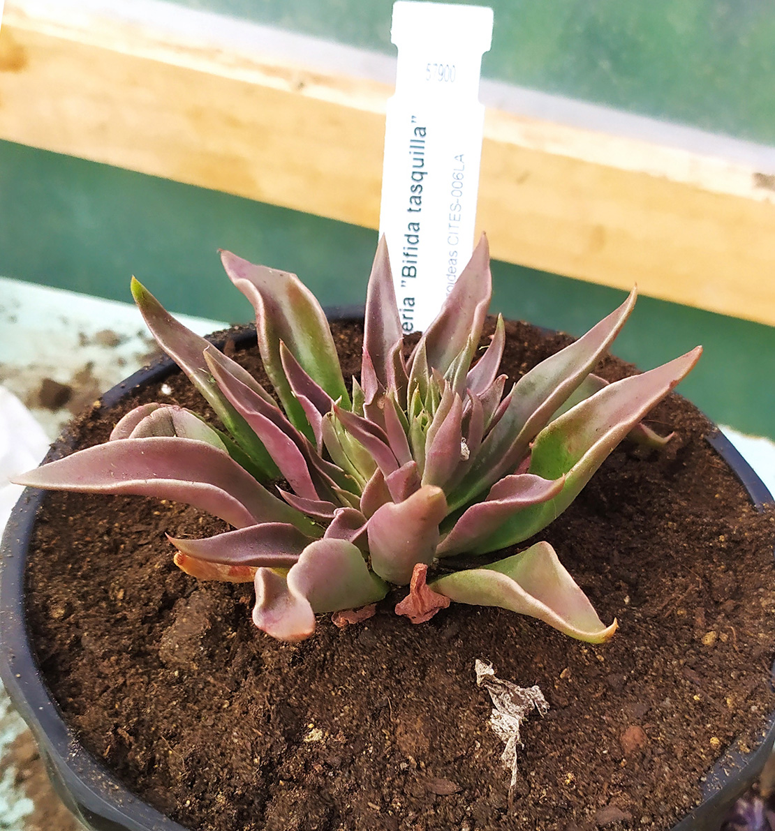 Echeveria Bifida tasquilla
