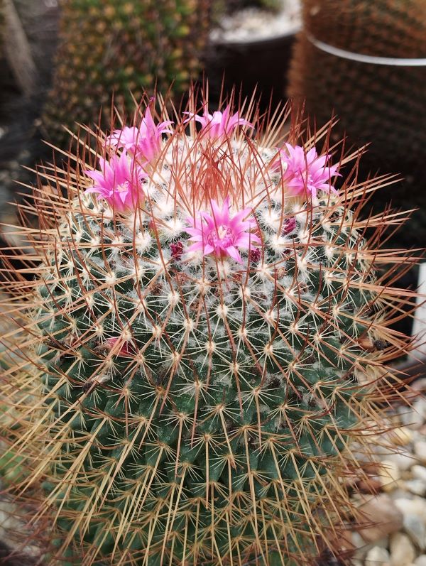 Mammillaria rhodantha