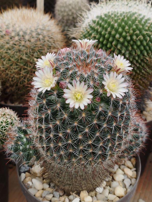 Mammillaria crinita ssp wildii