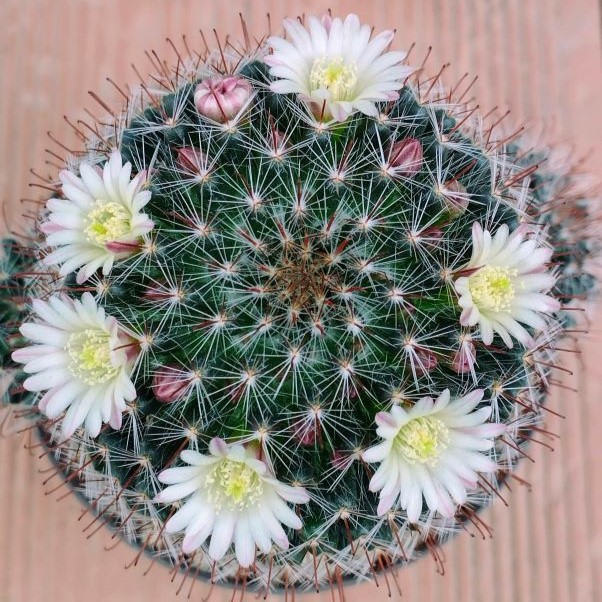 Mammillaria crinita ssp wildii