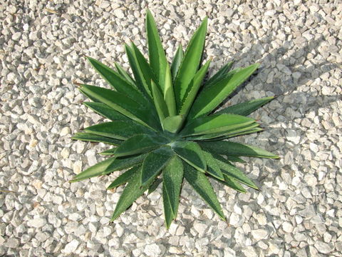 DSCF0361.jpg