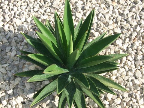 DSCF0362.jpg