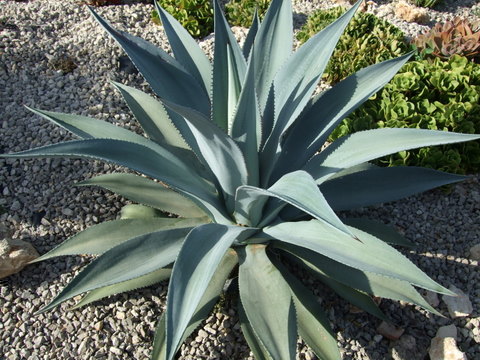 DSCF0363.jpg