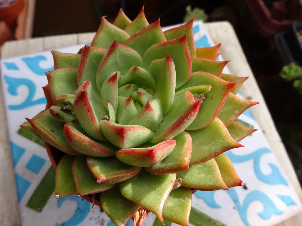 Echeveria Parva.JPG