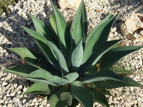 DSCF0365.jpg