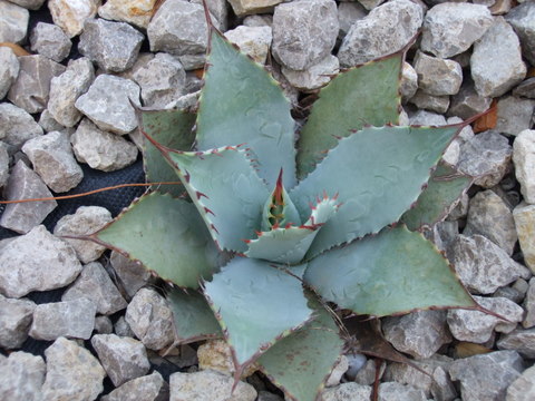 DSCF0366.jpg
