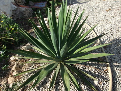 DSCF0368.jpg