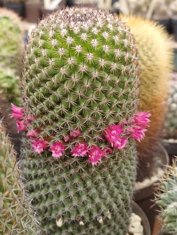 Mammillaria compacticaulis