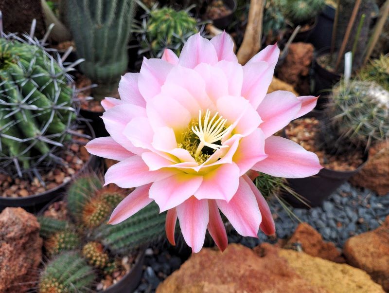 Trichocereus "First Light"