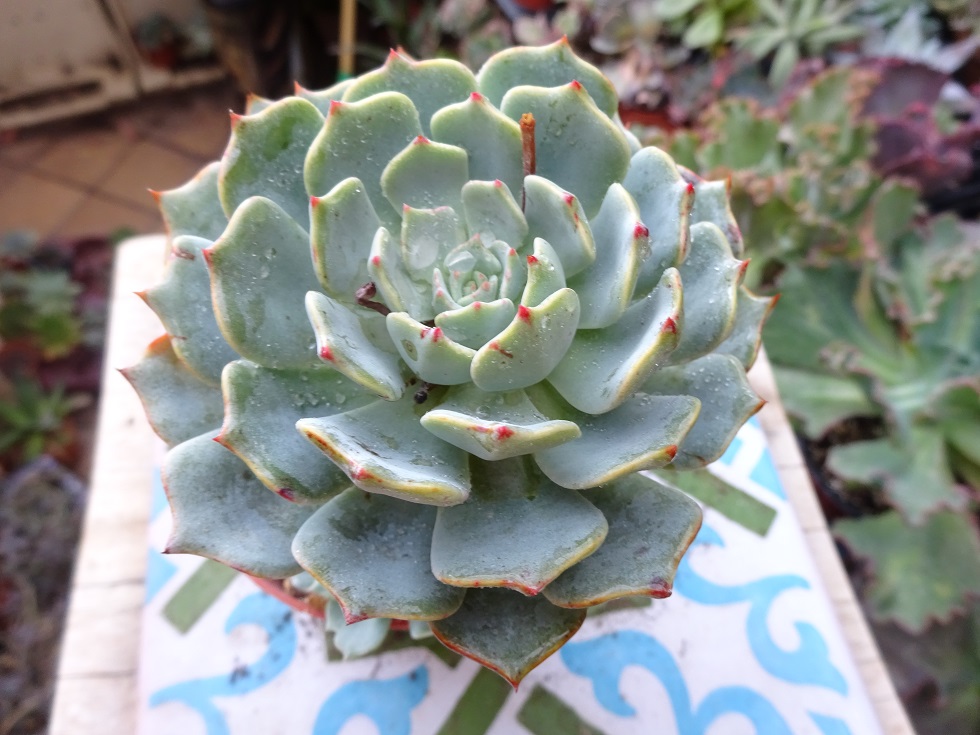 Echeveria real de catorce.JPG