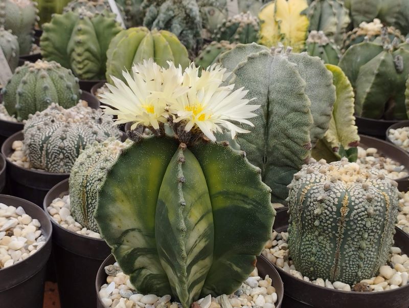 Astrophytum myriostigma f variegata