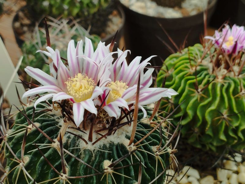 Stenocactus obvallatus f. pentacanthus
