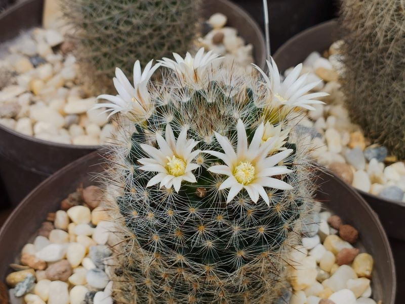 Mammillaria picta