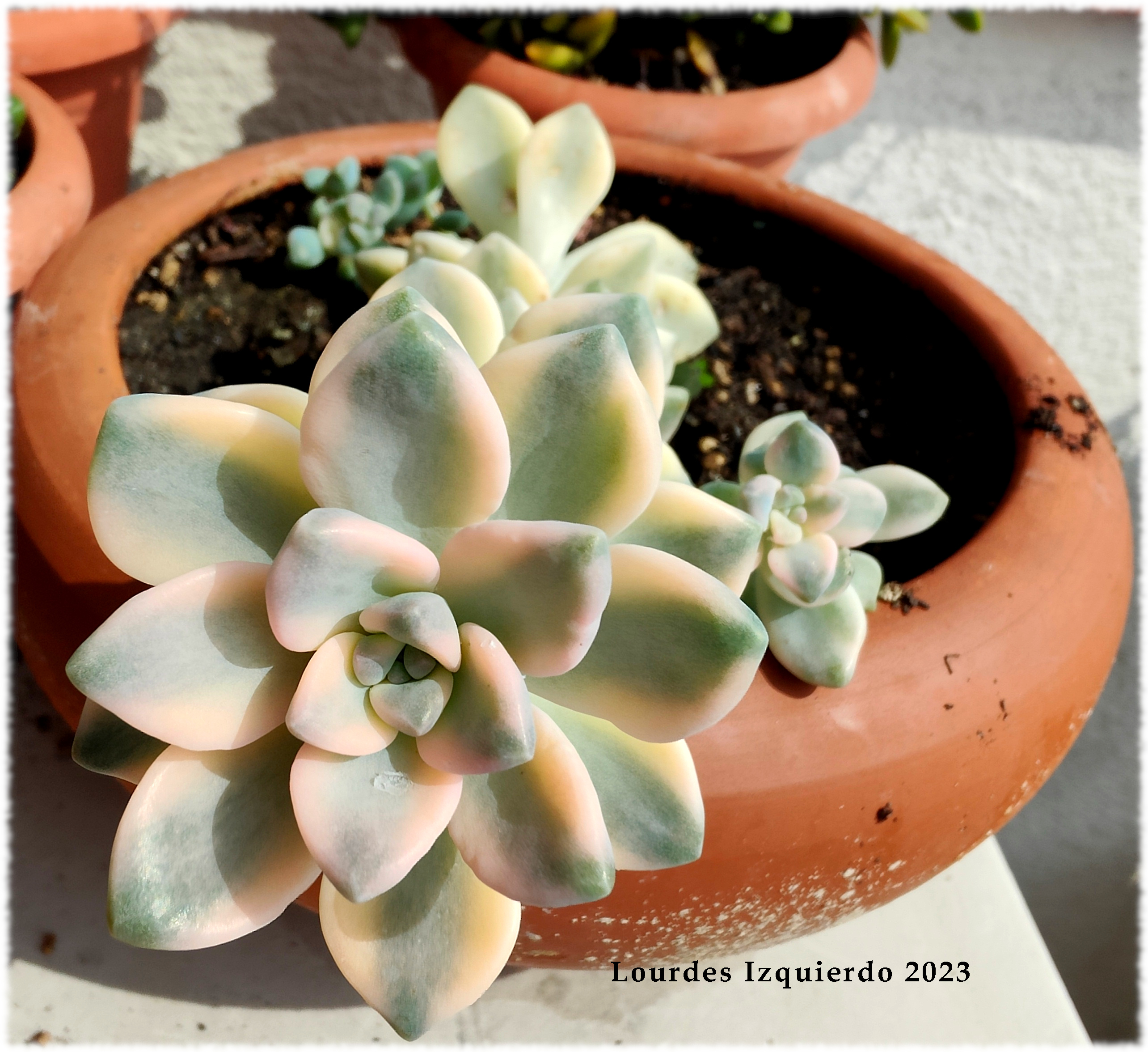 Graptoveria Titubans variegada