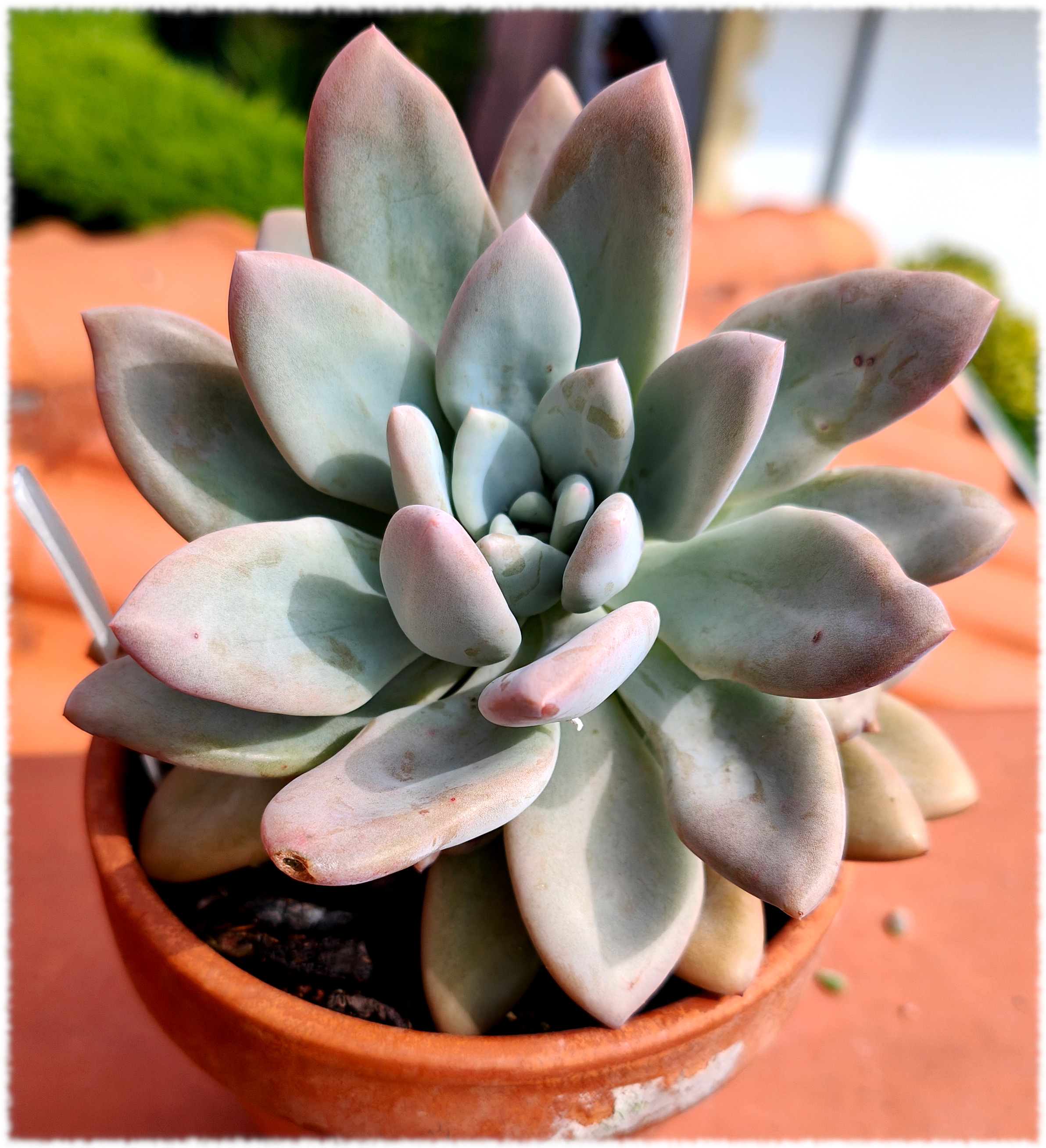 Graptoveria Opalina