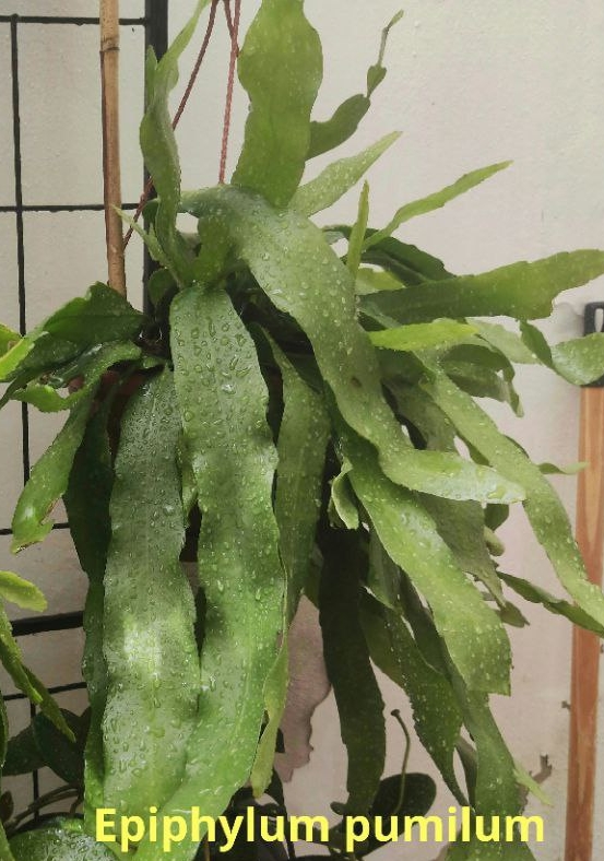 Epiphylum pumilum.jpg