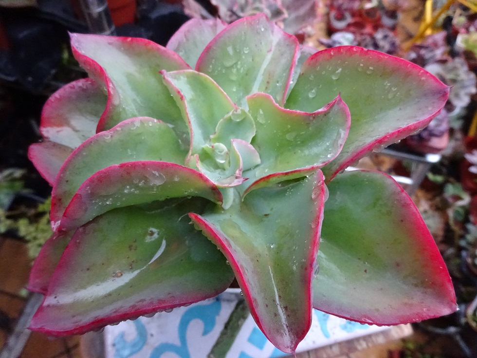 Echeveria  Undala.JPG