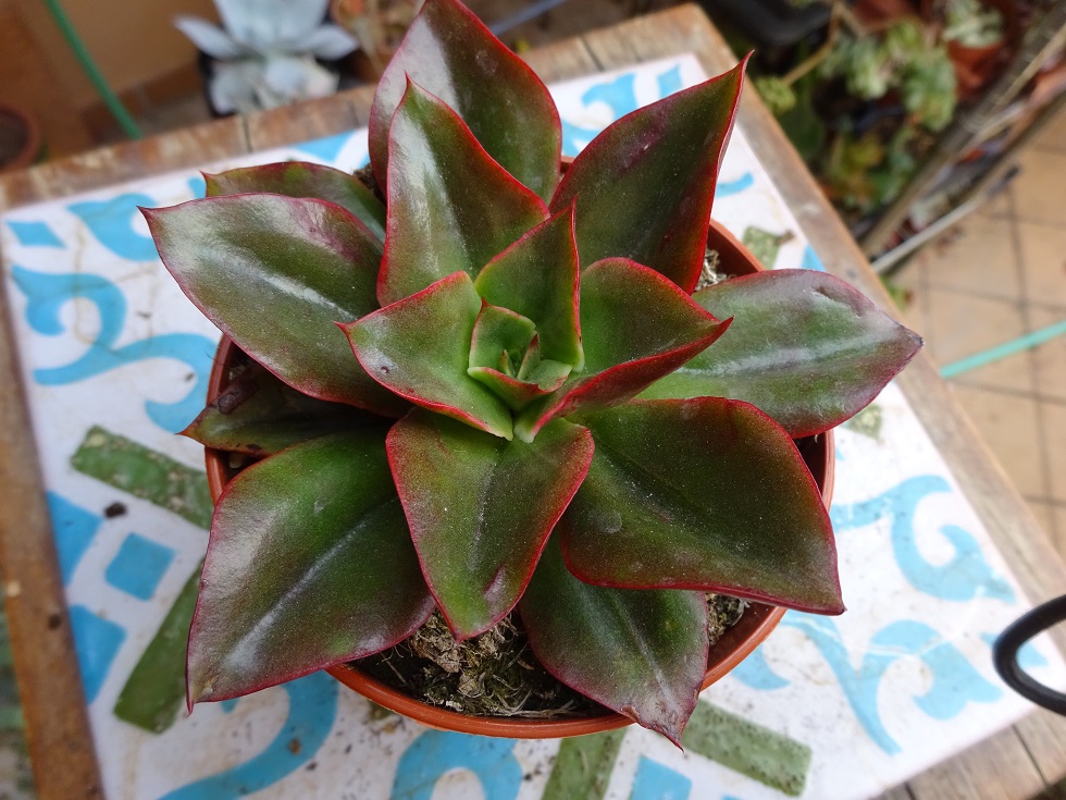 Echeveria Salsa Verde.JPG