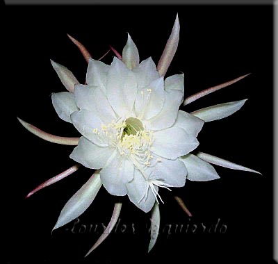 18. Epyphillum oxypetalum.jpg