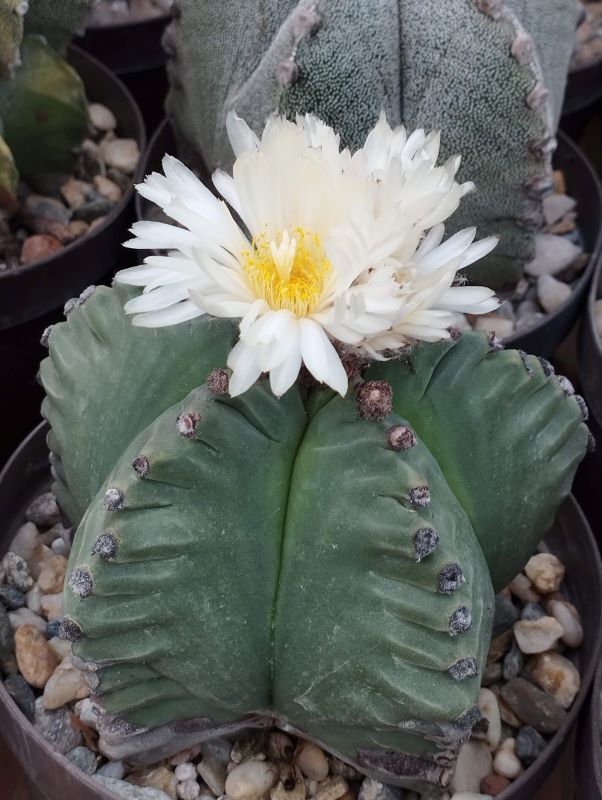 Astrophytum myriostigma cv "Kikko"