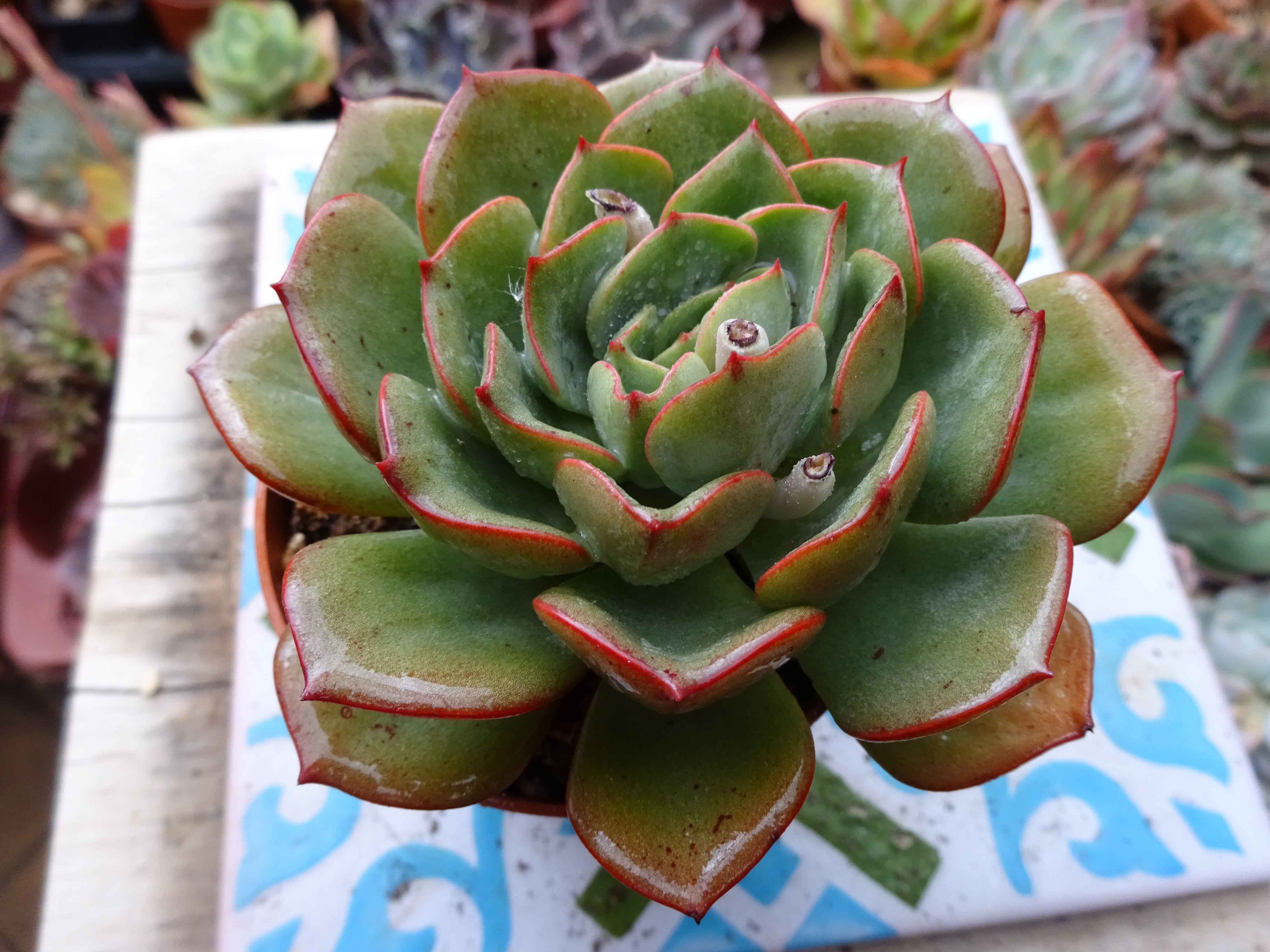 Echeveria Parva x Sitifukumiama.JPG