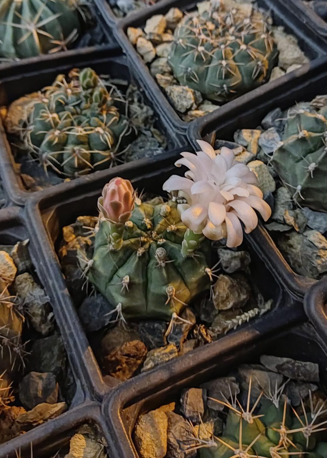 WhatsApp Image 2023-08-02 at 22.18.20.jpeg