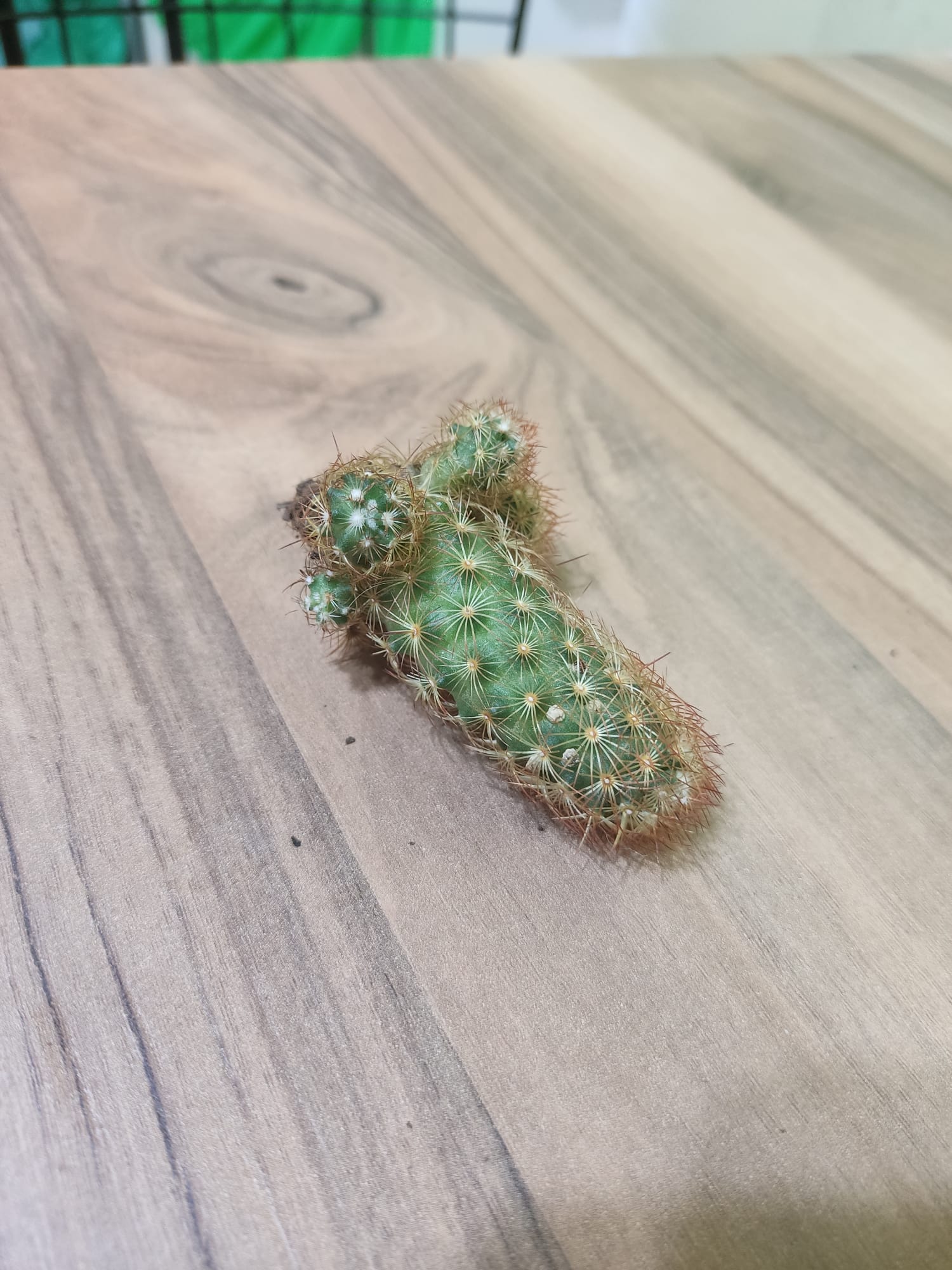 WhatsApp Image 2023-08-05 at 20.55.13.jpeg