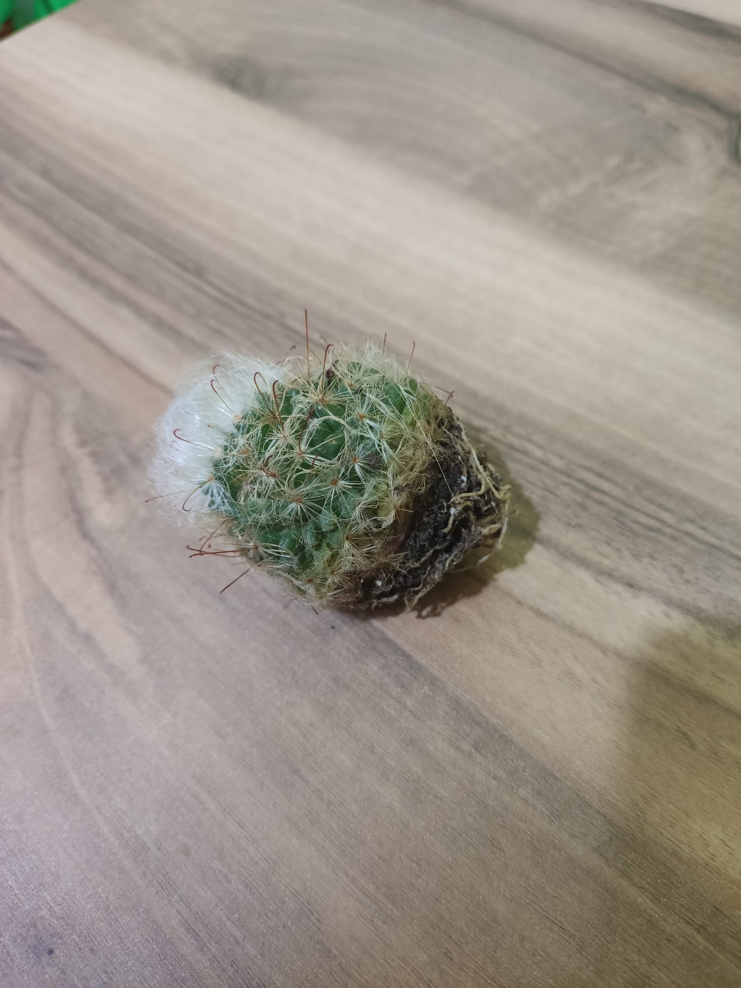 WhatsApp Image 2023-08-05 at 20.55.21.jpeg