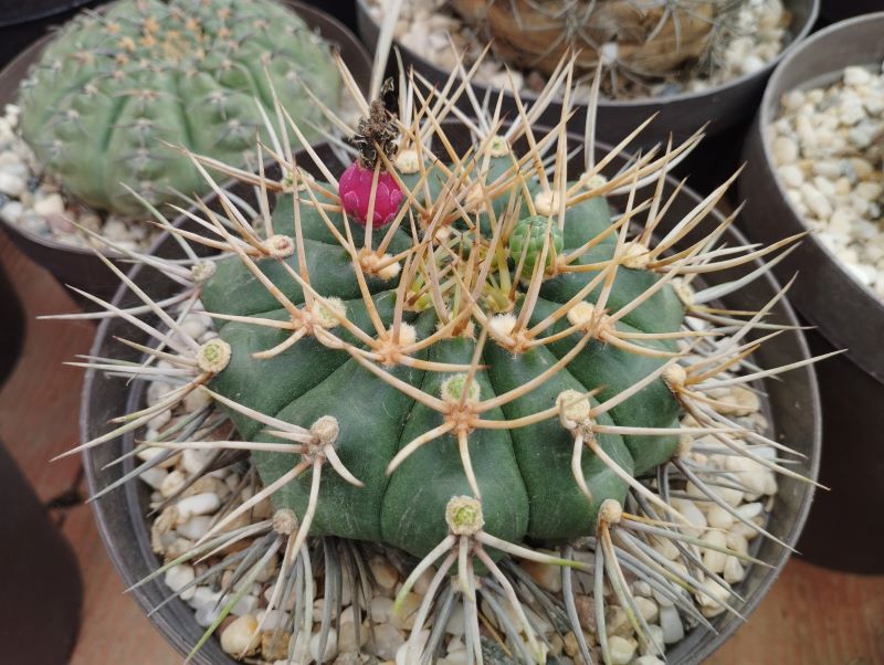 Gymnocalycium eurypleurum