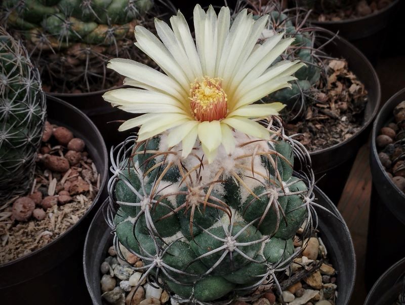 Coryphantha sp