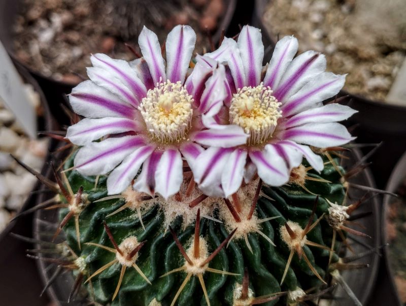 Stenocactus phyllacanthus
