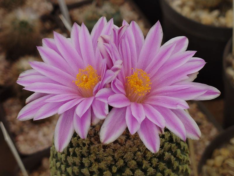 Turbinicarpus valdezianus