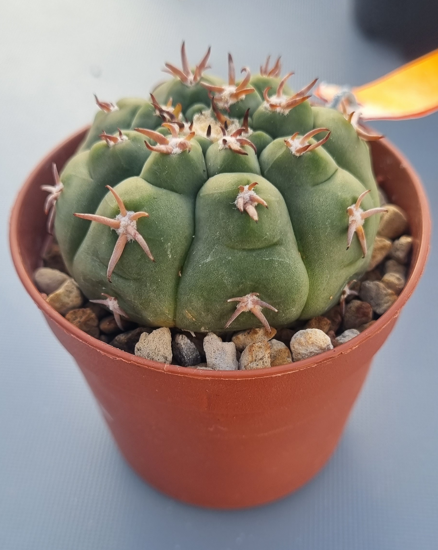 Gymnocalycium Spegazzinii Var. Unguispinum.jpg