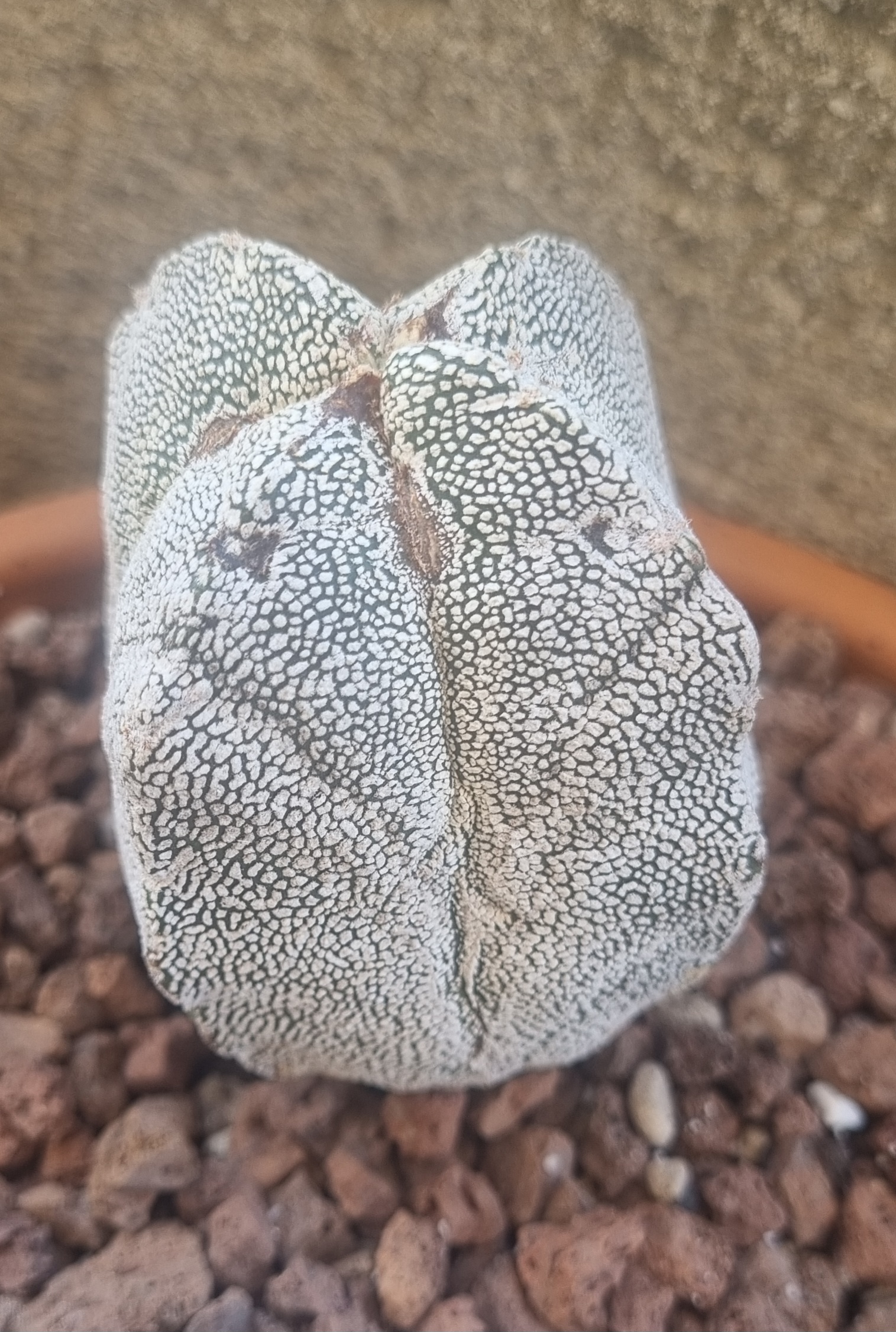 Astrophytum Myriostigma cv Onzuka 4 costillas _2.jpg