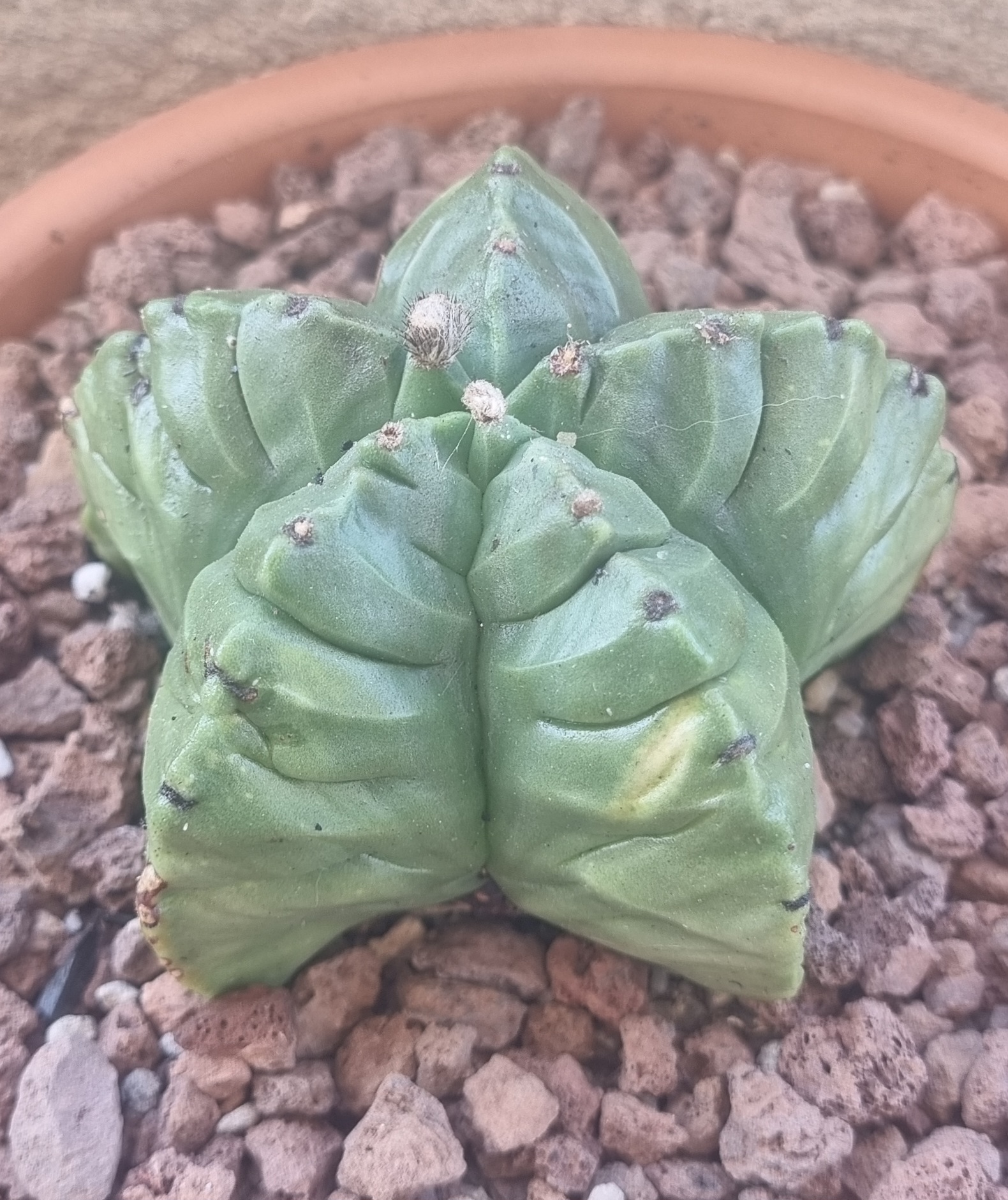 Astrophytum Myriostigma cv Kiko.jpg