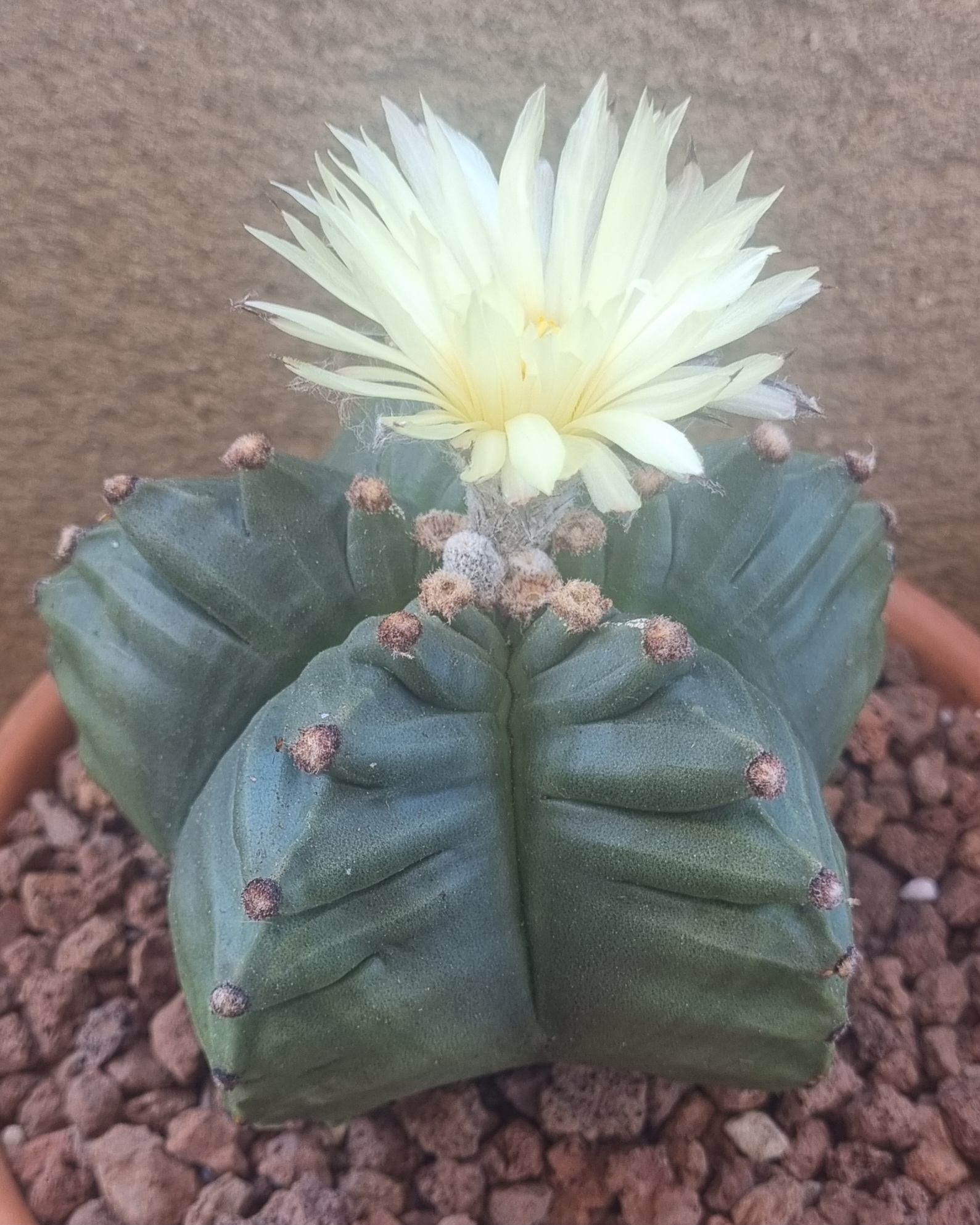 Astrophytum Myriostigma cv Kiko _2.jpg