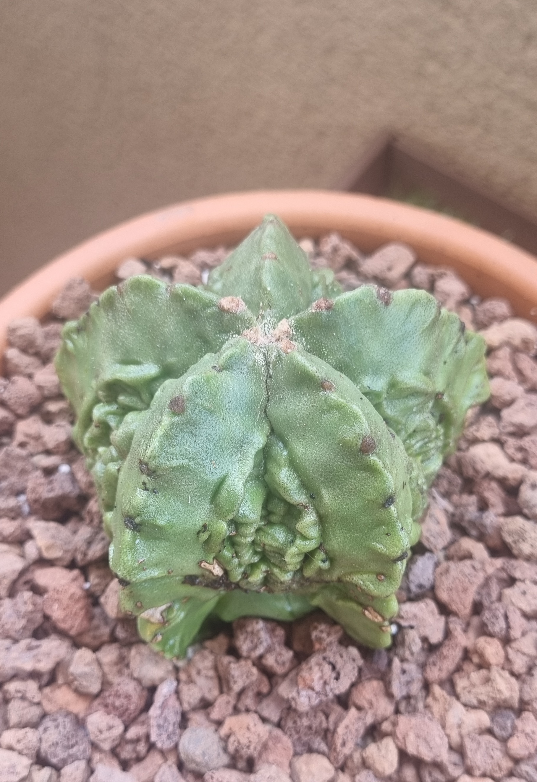 Astrophytum Myriostigma CV Fukuryu.jpg