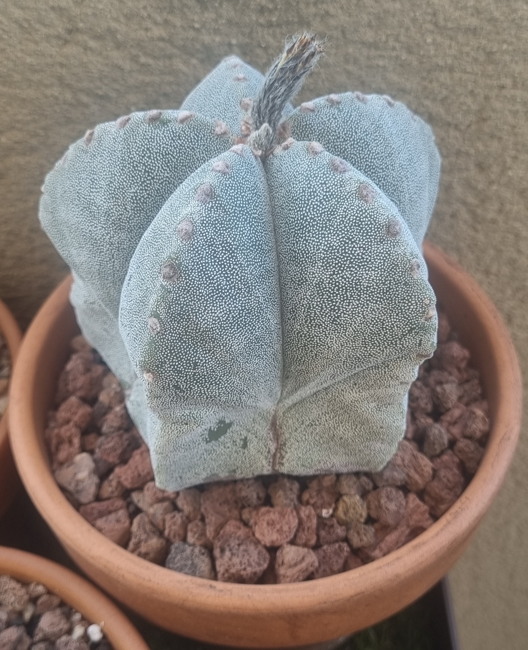 Astrophytum Myriostigma 5 costillas.jpg