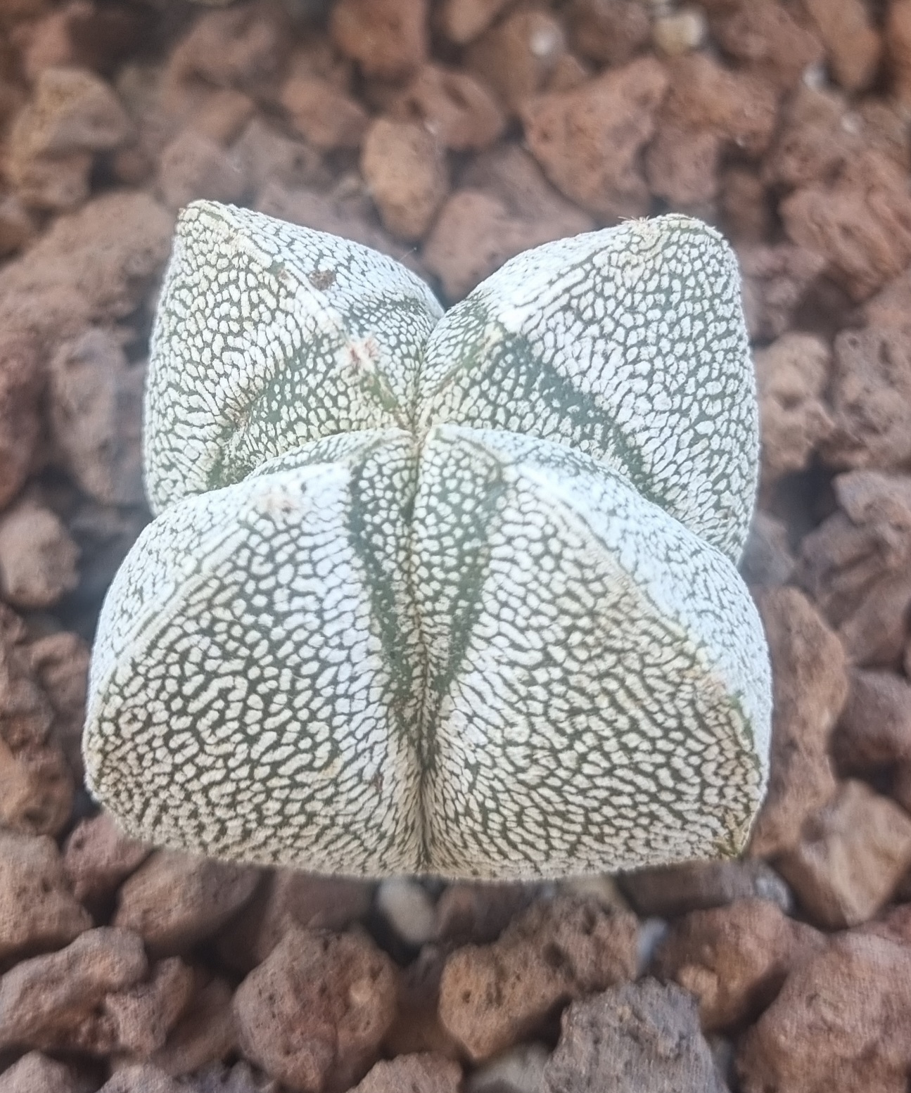 Astrophytum Myriostigma 4 costillas.jpg