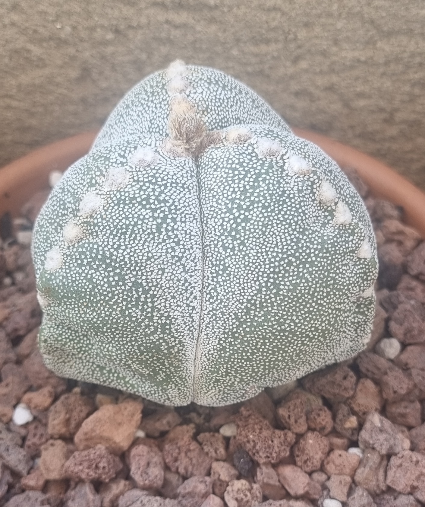 Astrophytum Myriostigma 3 costillas.jpg