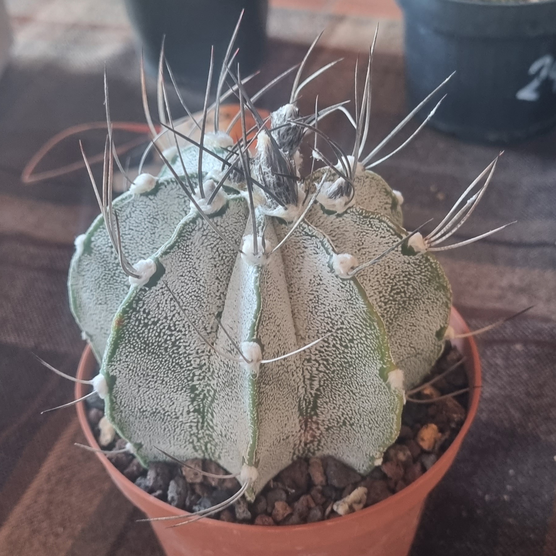 Astrophytum Capricorne.jpg