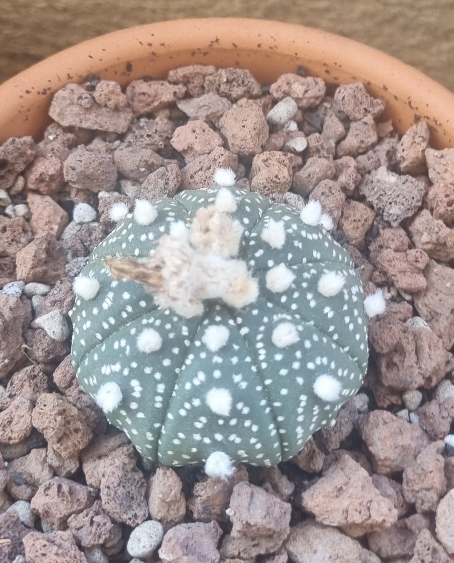 Astrophytum Asterias.jpg