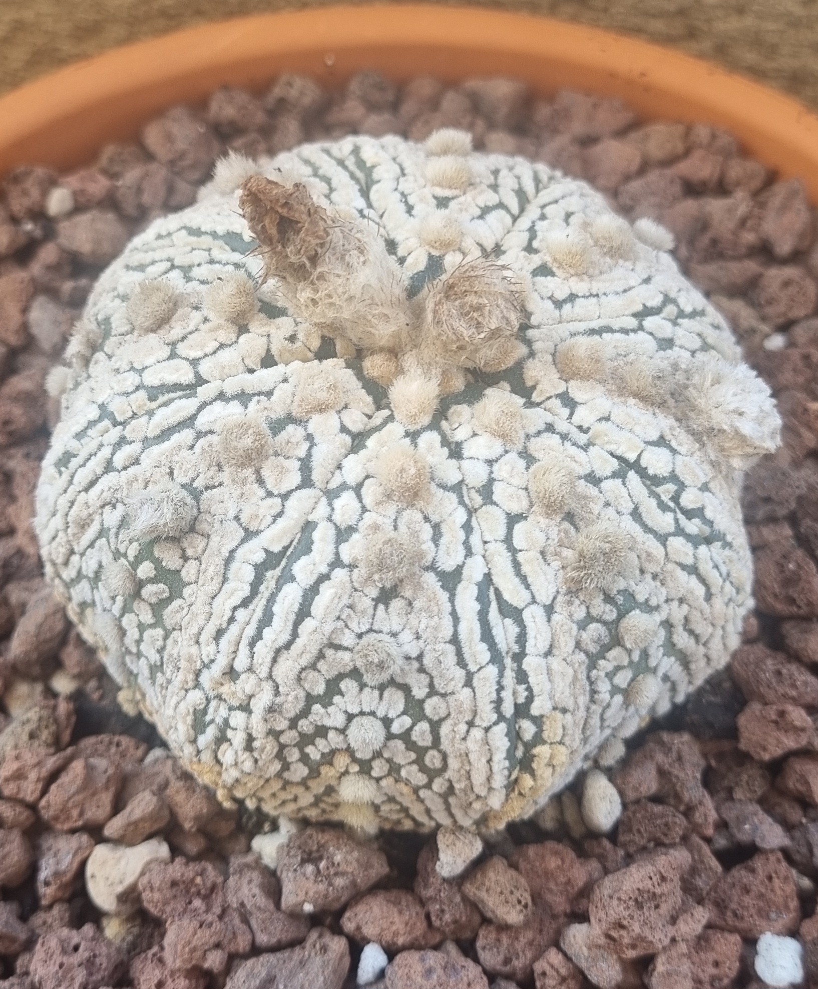 Astrophytum Asterias Super kabuto.jpg