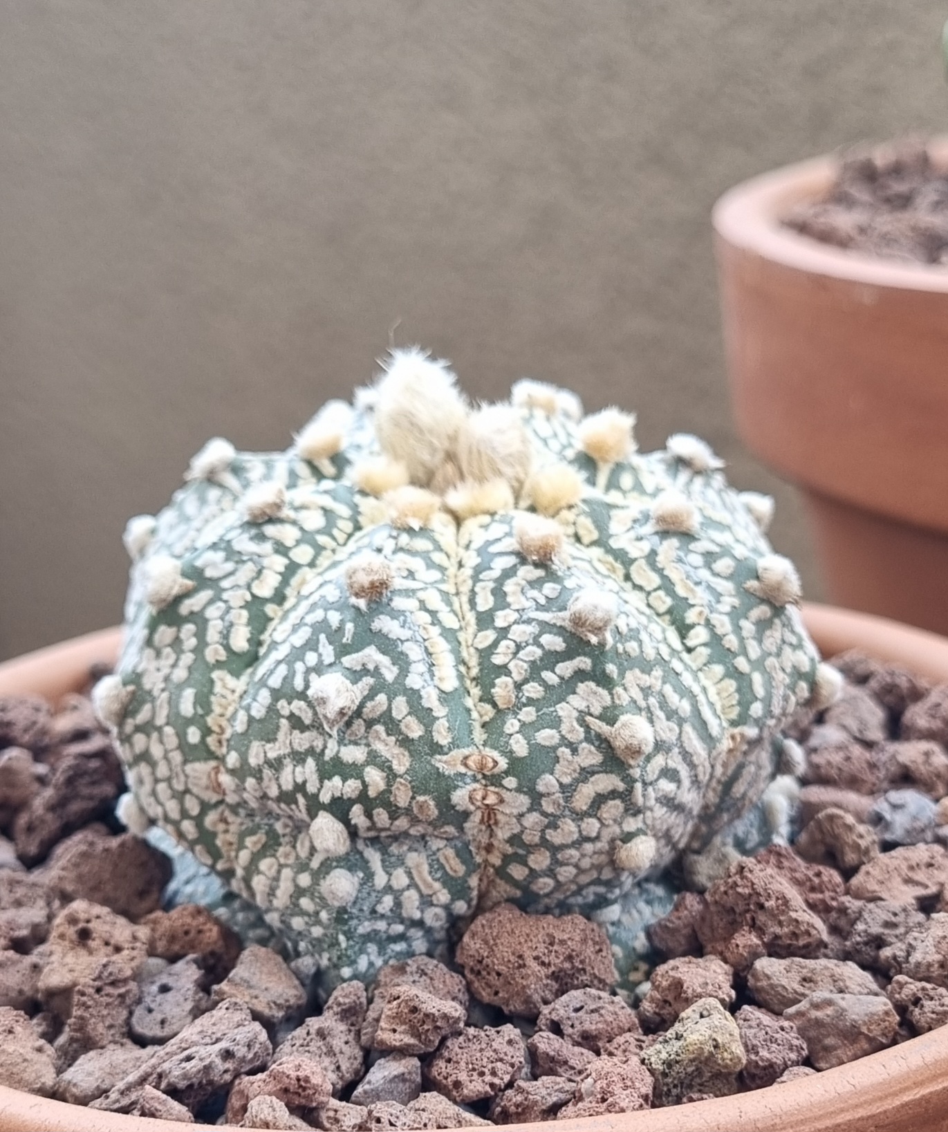 Astrophytum Asterias _2.jpg