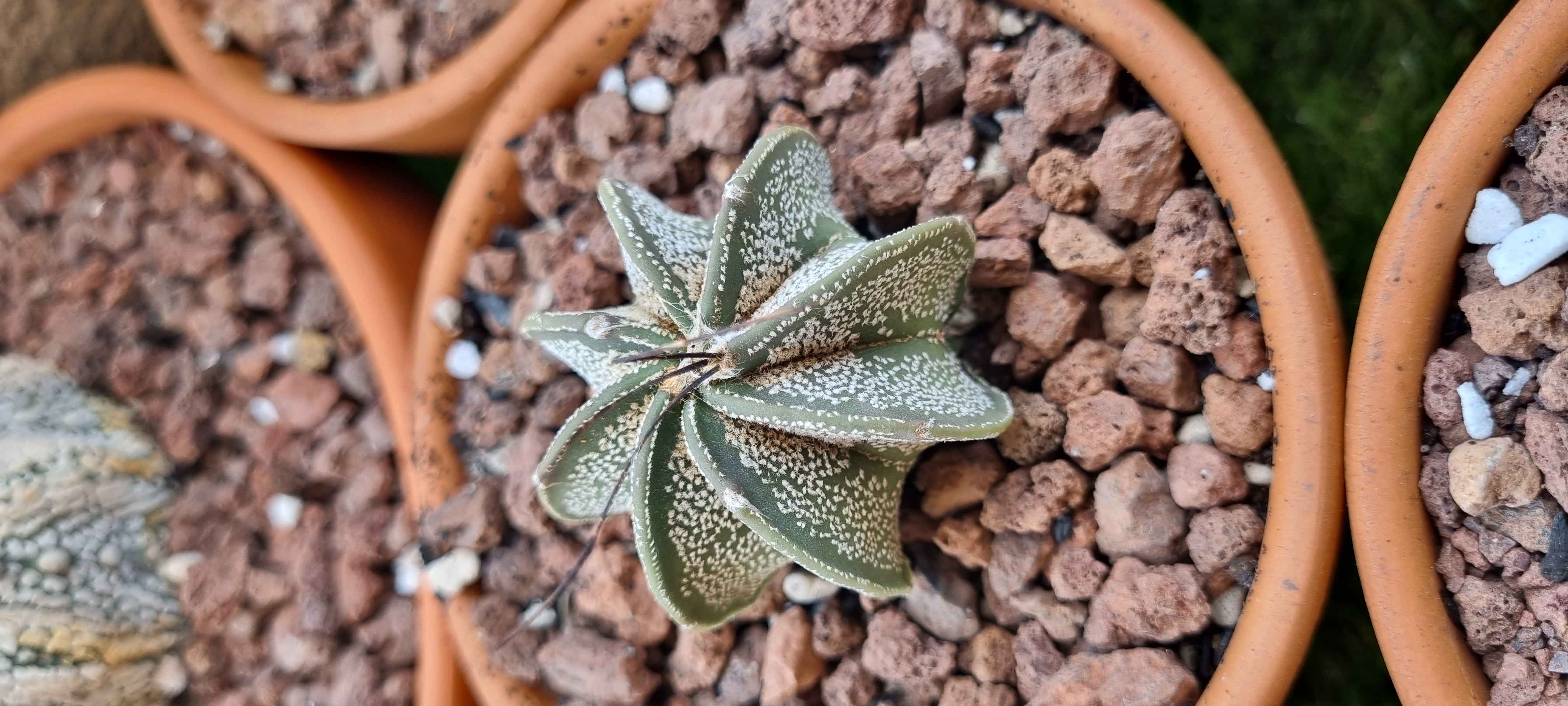 Astrophytum .jpg